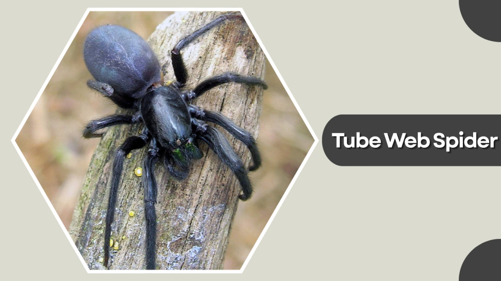 Tube Web Spider