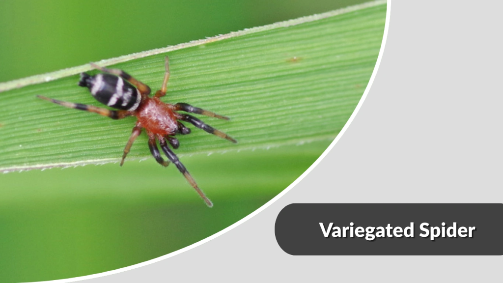Variegated Spider