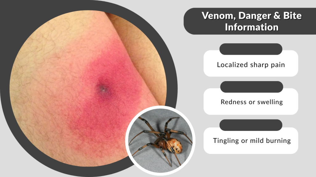Venom, Danger & Bite Information