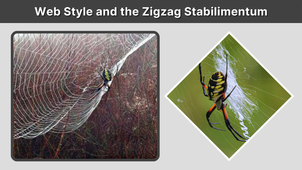 Web Style and the Zigzag Stabilimentum