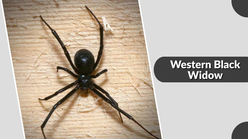 Western Black Widow