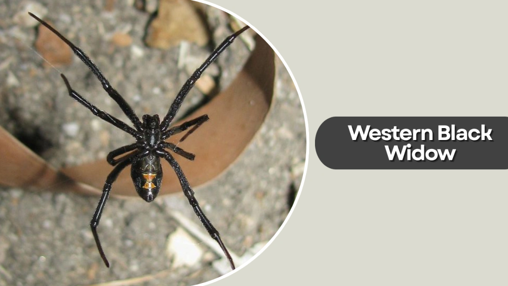 Western Black Widow