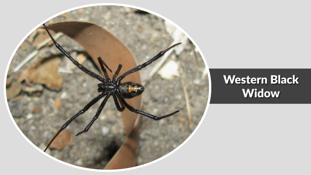 Western Black Widow