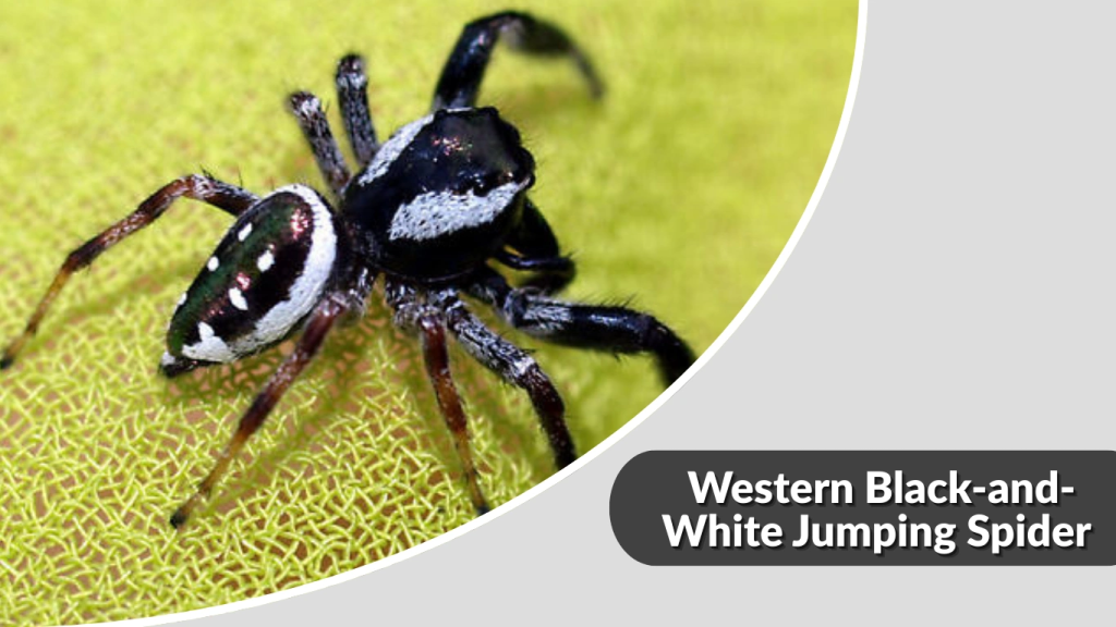 Western Black-and-White Jumping Spider 
