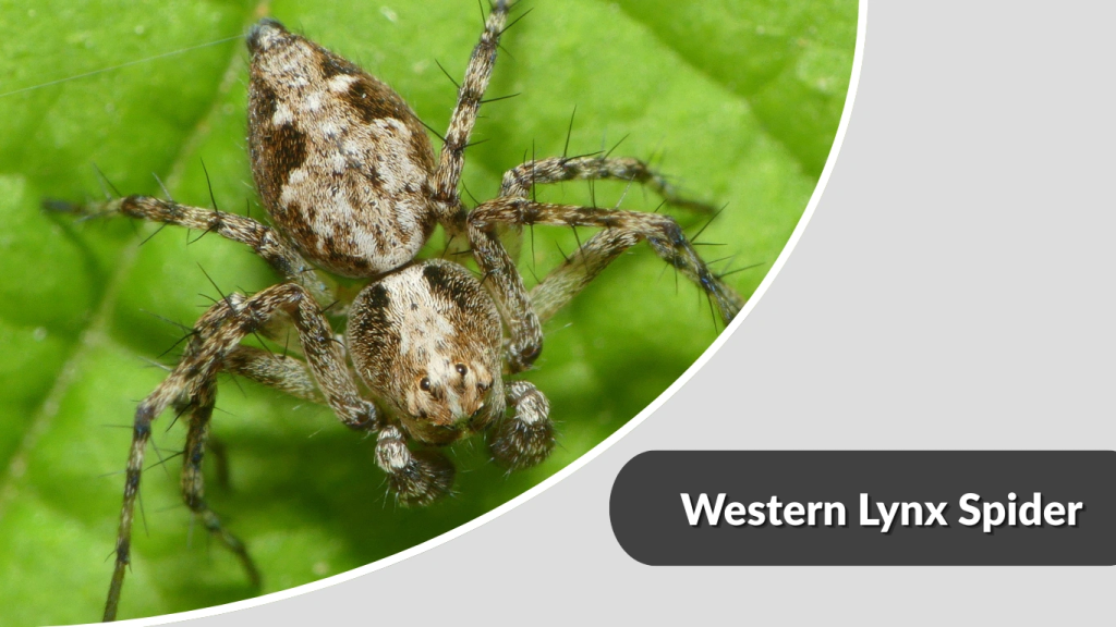 Western Lynx Spider