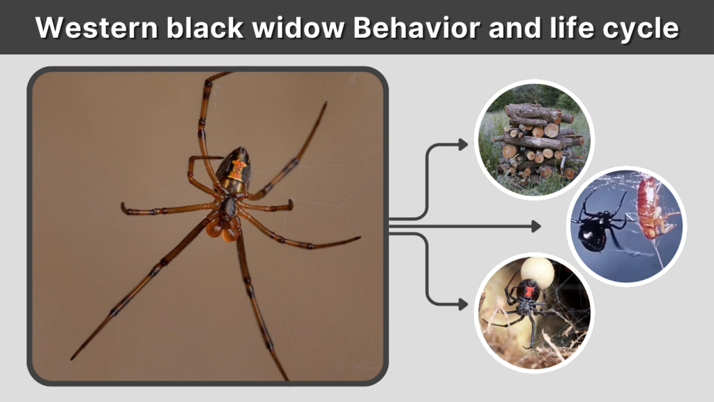 Western black widow Behavior and life cycle