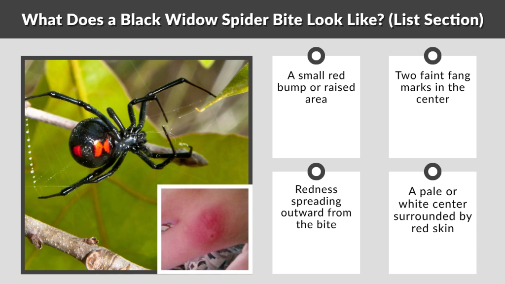 What Does a Black Widow Spider Bite Look Like (List Section)