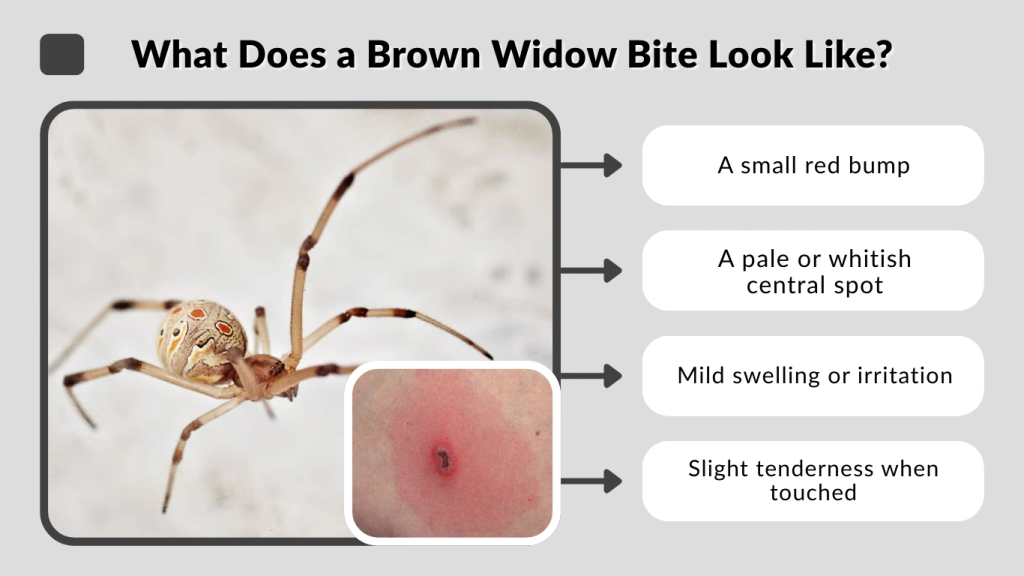 What Does a Brown Widow Bite Look Like