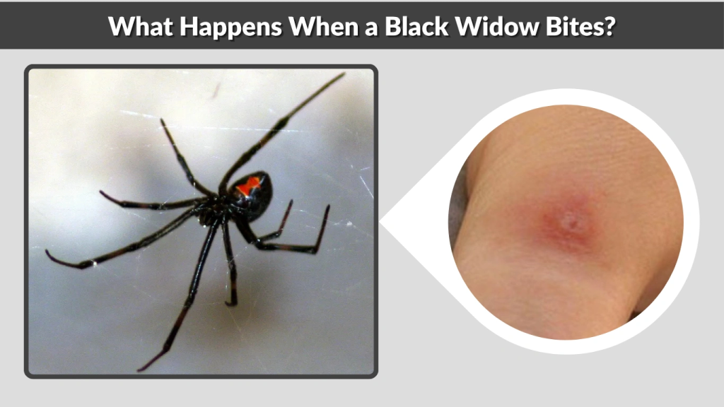 What Happens When a Black Widow Bites