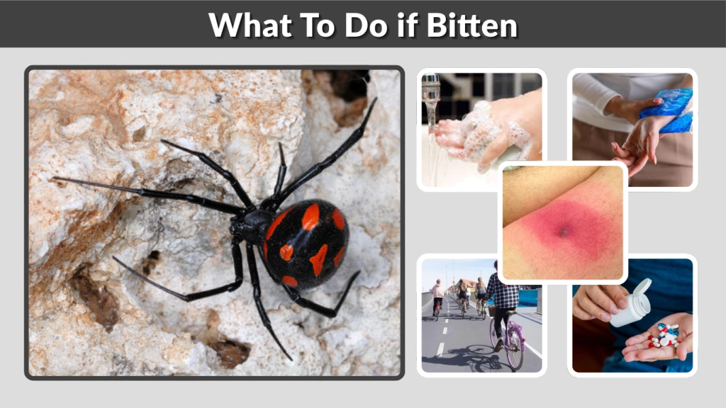 What To Do if Bitten