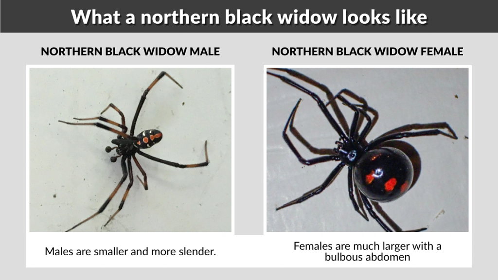 What a northern black widow looks like