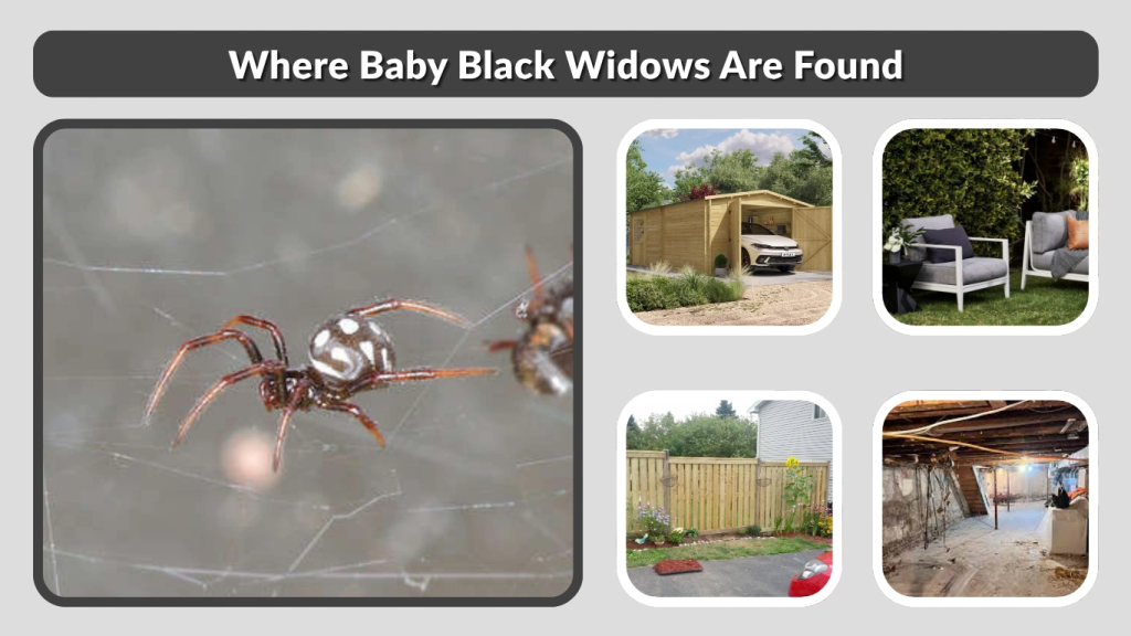 Where Baby Black Widows Are Found