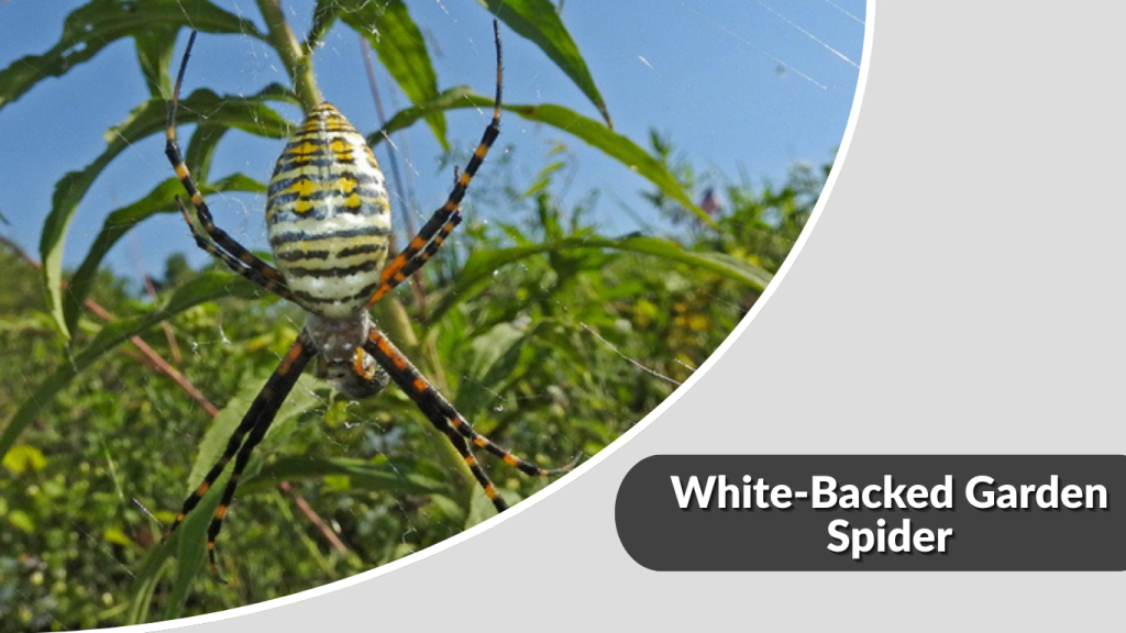 White-Backed Garden Spider