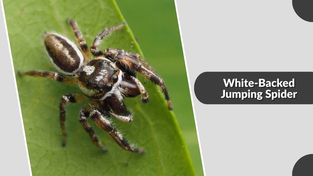 White-Backed Jumping Spider