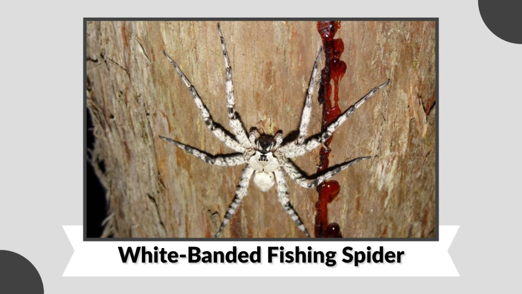 White-Banded Fishing Spider