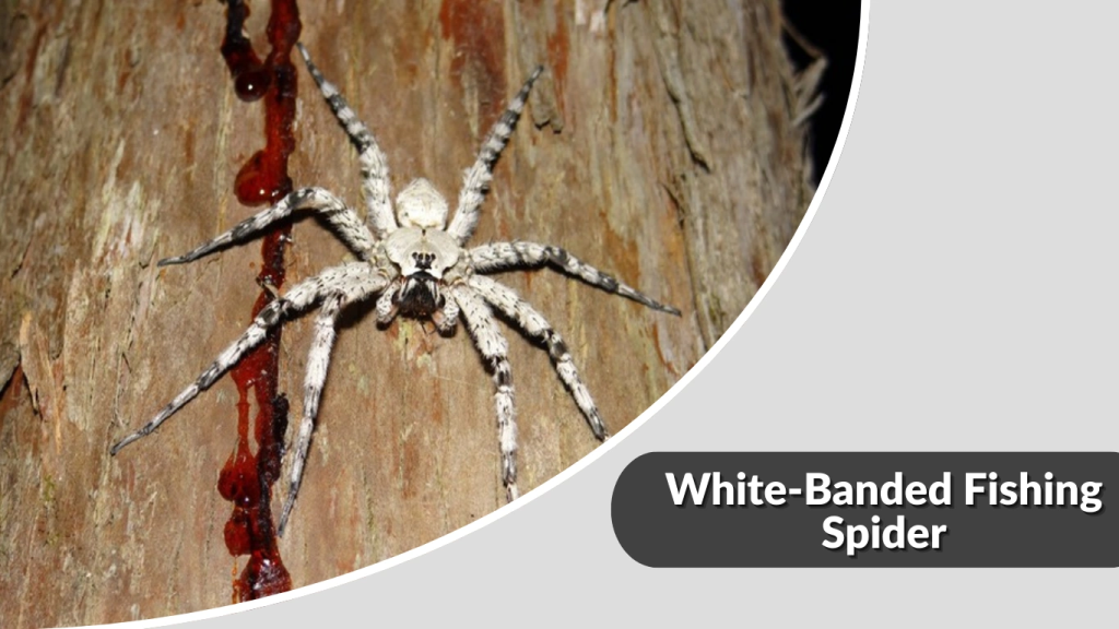 White-Banded Fishing Spider