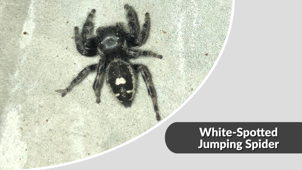 White-Spotted Jumping Spider