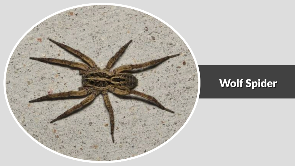 Wolf Spider