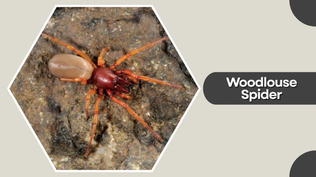 Woodlouse Spider
