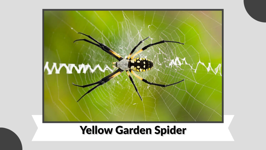 Yellow Garden Spider