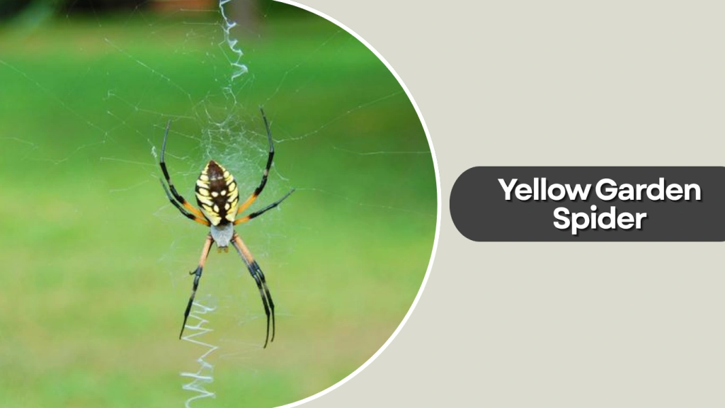 Yellow Garden Spider