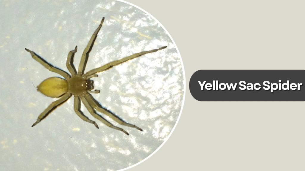 Yellow Sac Spider