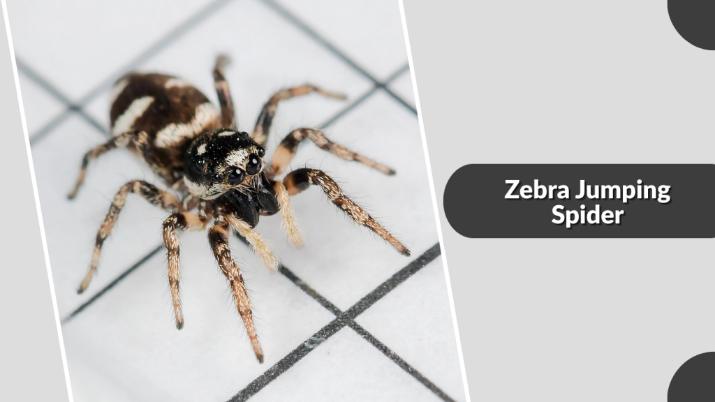 Zebra Jumping Spider