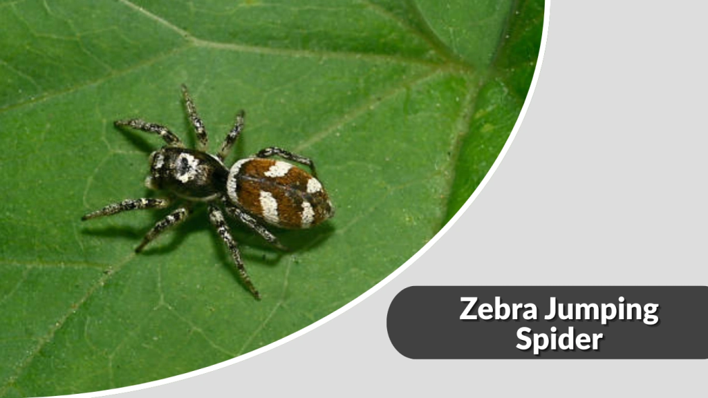 Zebra Jumping Spider