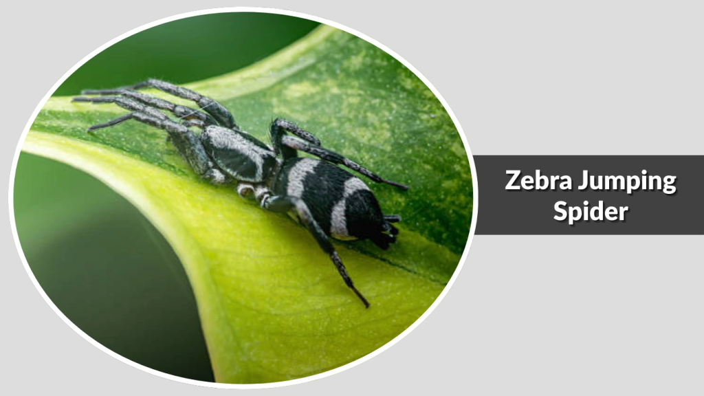 Zebra Jumping Spider