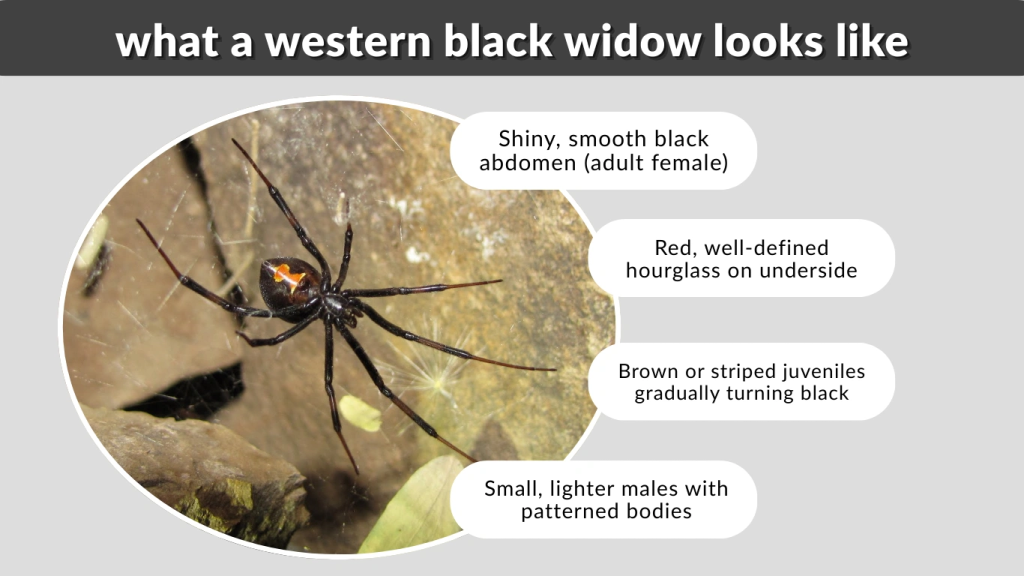what a western black widow looks like
