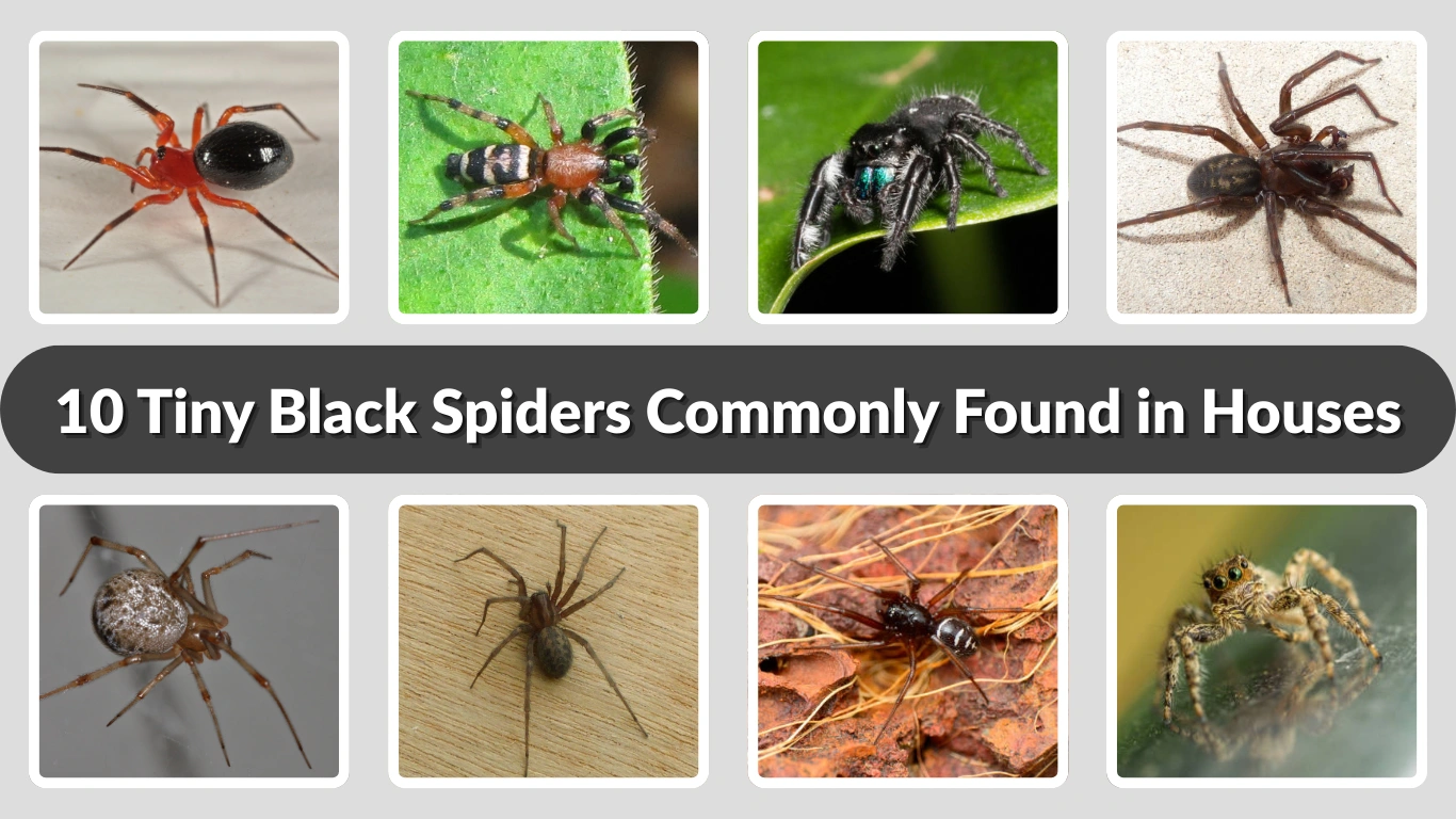 10 Tiny Black Spiders Commonly Found in Houses (ID & Pictures)