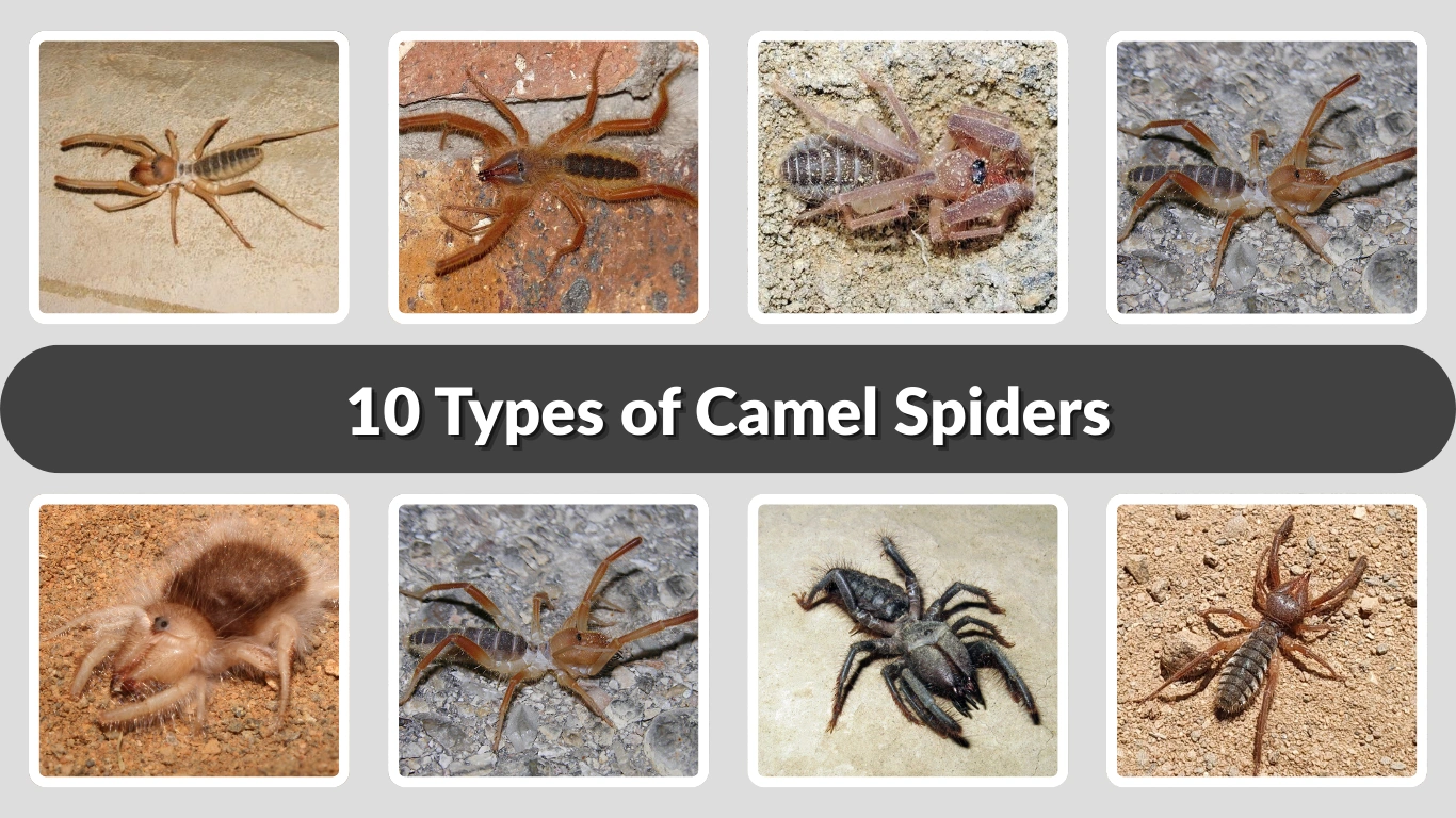 10 Types of Camel Spiders Species Identification with Pictures 