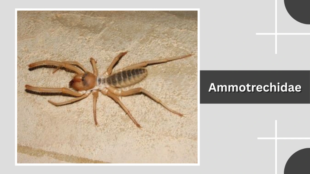 Ammotrechidae