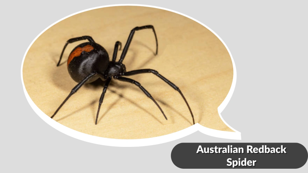 Australian Redback Spider