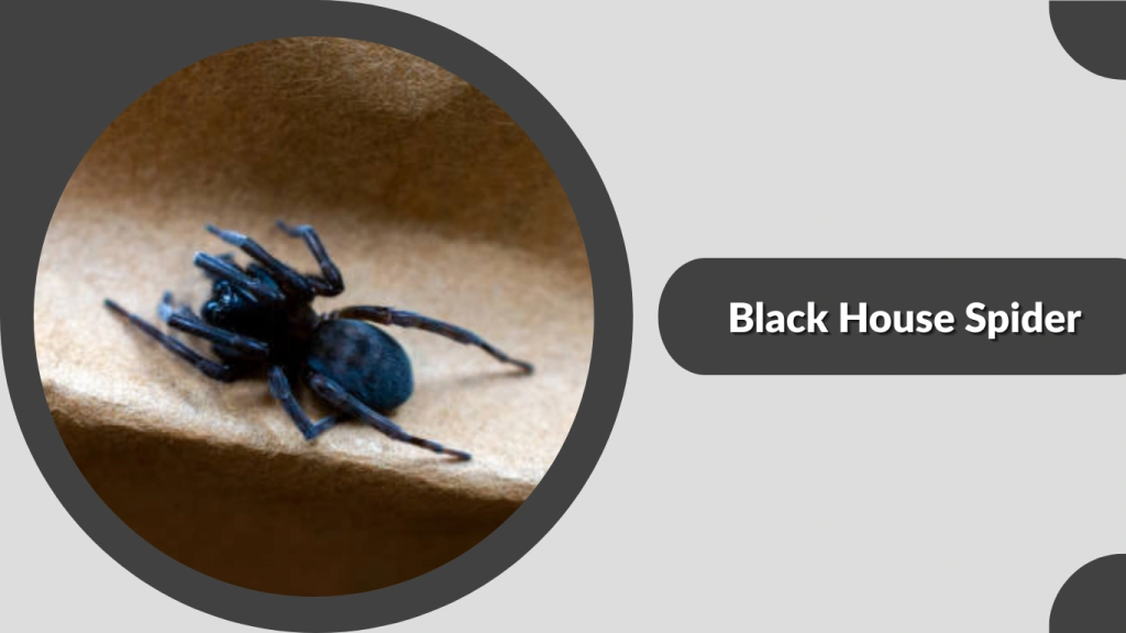 1. Black House Spider