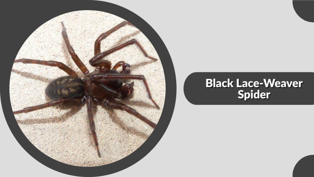 Black Lace-Weaver Spider