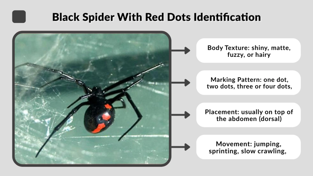 Black Spider With Red Dots Identification
