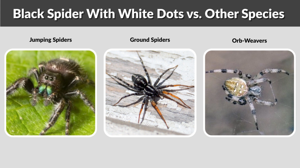 Black Spider With White Dots vs. Other Species