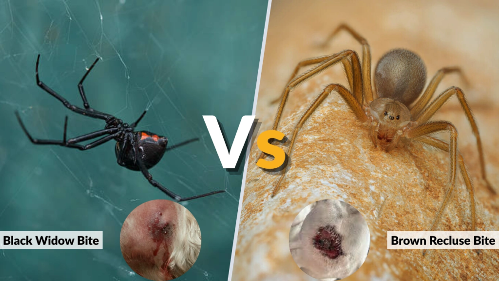 Black Widow Bite vs. Brown Recluse Bite on Dogs 