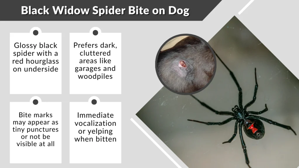 Black Widow Spider Bite on Dog