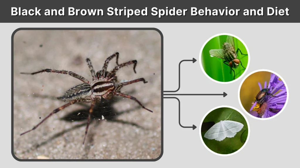 Black and Brown Striped Spider Behavior and Diet