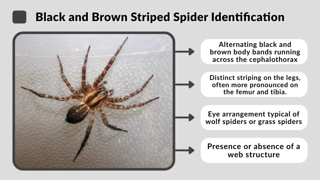 Black and Brown Striped Spider Identification