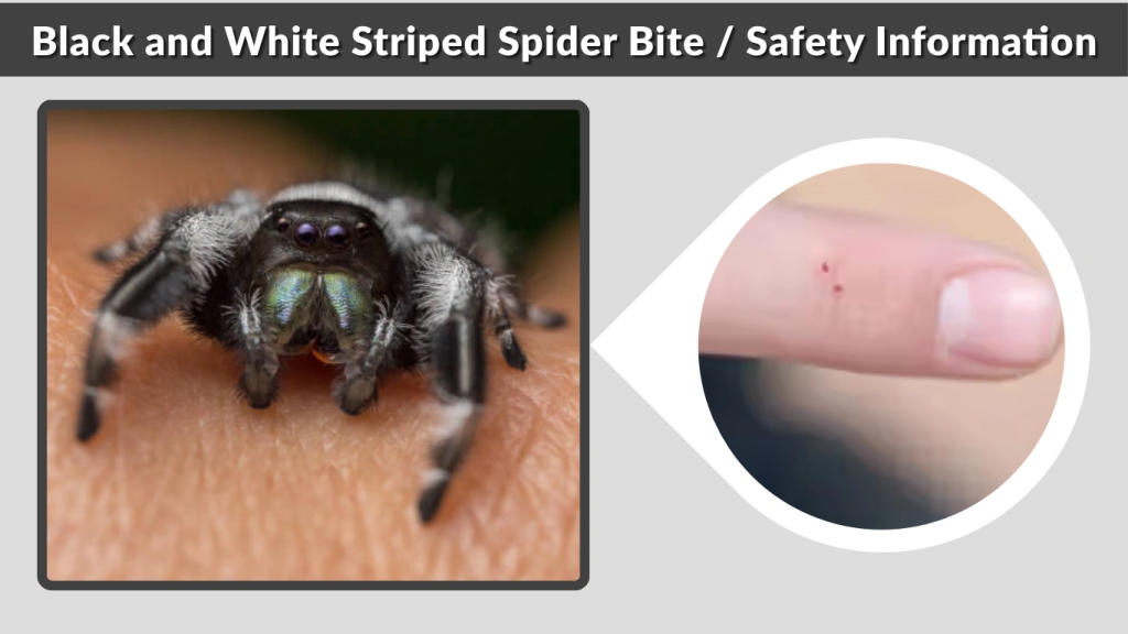 Black and White Striped Spider Bite  Safety Information