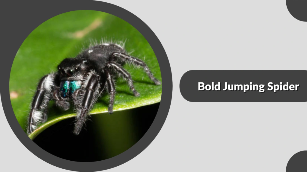 Bold Jumping Spider