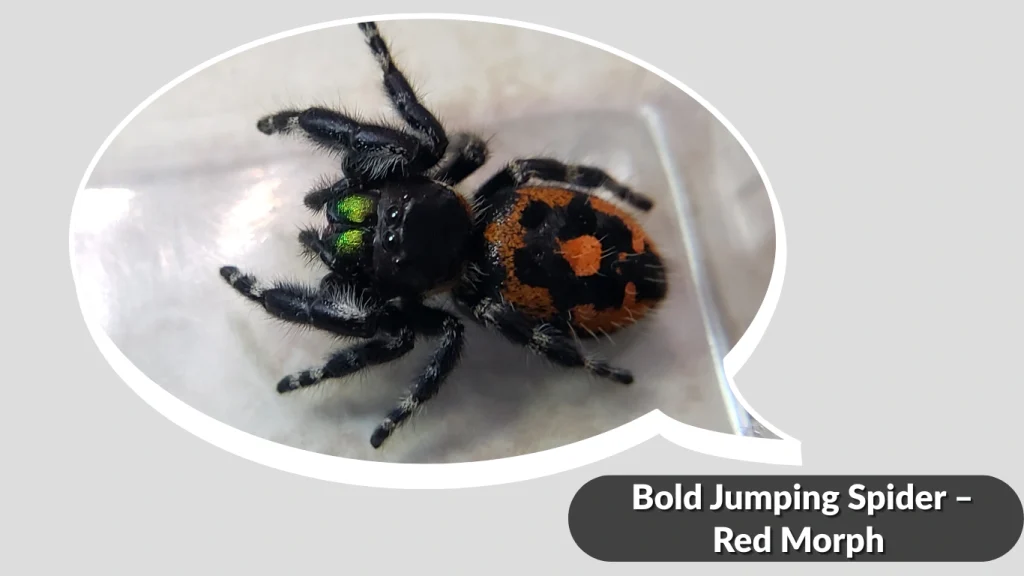 Bold Jumping Spider – Red Morph 