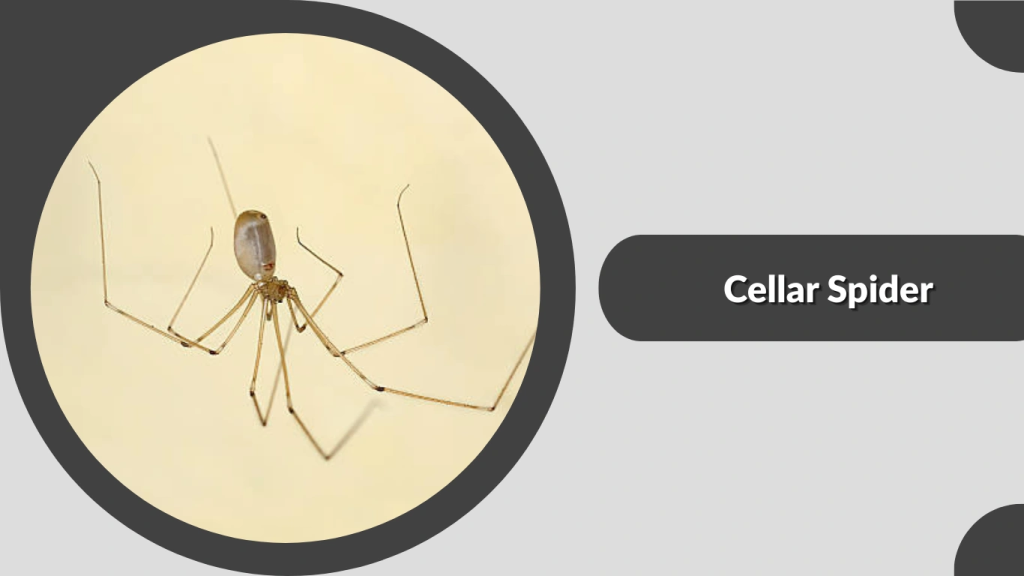Cellar Spider
