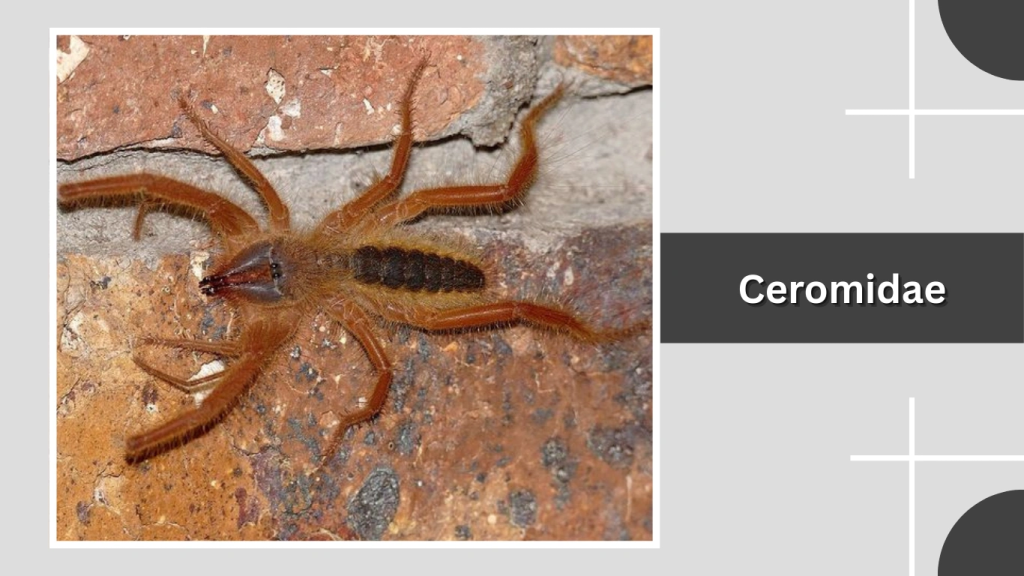 Ceromidae