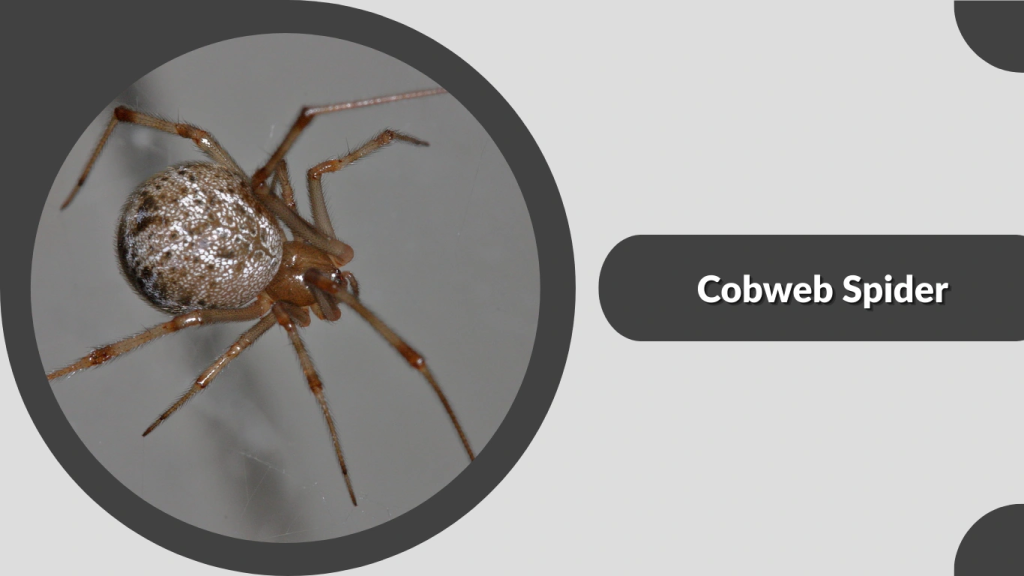 Cobweb Spider