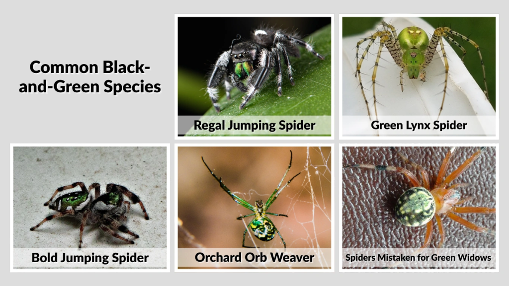 Common Black-and-Green Species