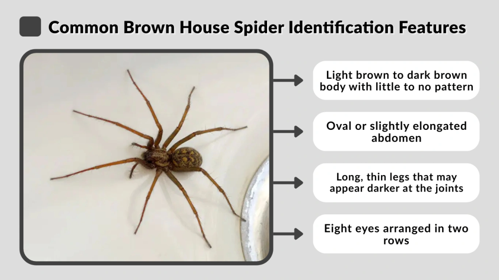 Common Brown House Spider Identification Features